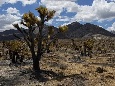 Lanskap yang terbakar dari Kebakaran York di Cagar Alam Nasional Mojave di Nipton, California pada Selasa, 1 Agustus 2023. (AP Photo/Ty O'Neil)