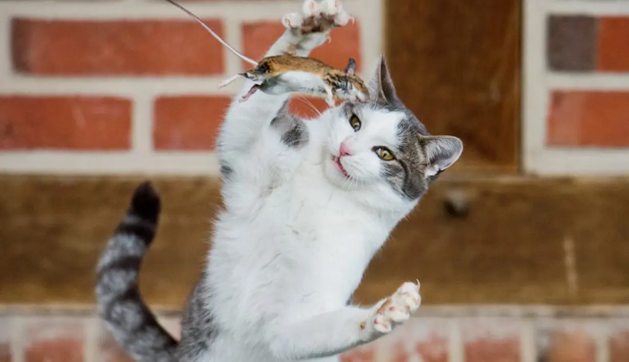 Tikus kecil terpelanting saat dijadikan mainan oleh seekor kucing di peternakan Sehnde, Hanover, Jerman, Sabtu (20/12/2014). (AFP Photo/Julian Stratenschulte)