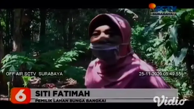 Bunga Raflesia atau bunga bangkai yang tergolong bunga langka, dan dilindungi tumbuh tiba-tiba di pekarangan warga Lumajang, Jawa Timur. Bunga bangkai ini menjadi tontonan warga setempat karena dianggap menjadi hal yang langka.