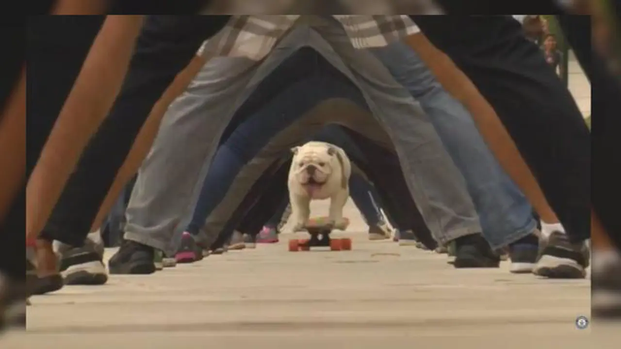 Jendela Dunia: Anjing Buldog Pecahkan Rekor Dunia Main Skateboard