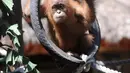 Anak orangutan diperlihatkan kepada publik setelah beberapa bulan dalam karantina di Taman Safari Bali, Kabupaten Gianyar, Senin (19/8/2019). Pihak berwenang pada 22 Maret lalu menangkap WN Rusia yang berusaha menyelundupkan anak orangutan berusia dua tahun itu di dalam koper. (SONNY TUMBELAKA/AFP)