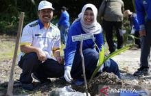 PLN Babel Berdayakan Komunitas, Hijaukan Pesisir Kritis Pantai Temberan