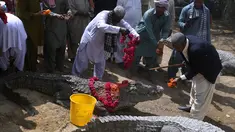 Pengasuh memberi bunga dan permen untuk buaya selama Festival Sheedi Mela di kuil Saint Khawaja Hasan, Pakistan, (4/3). Sheedi Mela merupakan festival spiritual tahunan dengan memberi persembahan kepada buaya yang dianggap suci. (AP Photo/Fareed Khan)