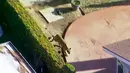 Gambar udara pada 26 Maret 2018 dari video yang disediakan oleh KABC-7 memperlihatkan seekor singa gunung berkeliaran di halaman belakang rumah warga di Azusa, bagian timur kota Los Angeles, dekat pegunungan San Gabriel, Amerika Serikat  (KABC-7 via AP)