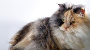 10 Makanan Kucing Anggora Buatan Sendiri Mudah Dan Kaya Nutrisi