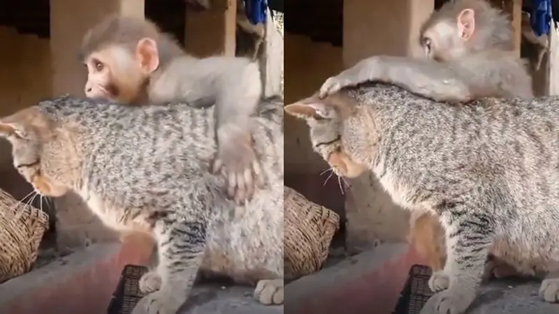 Langka, Persabahabatan Antara Monyet dan Kucing Ini Bikin Gemas Netizen