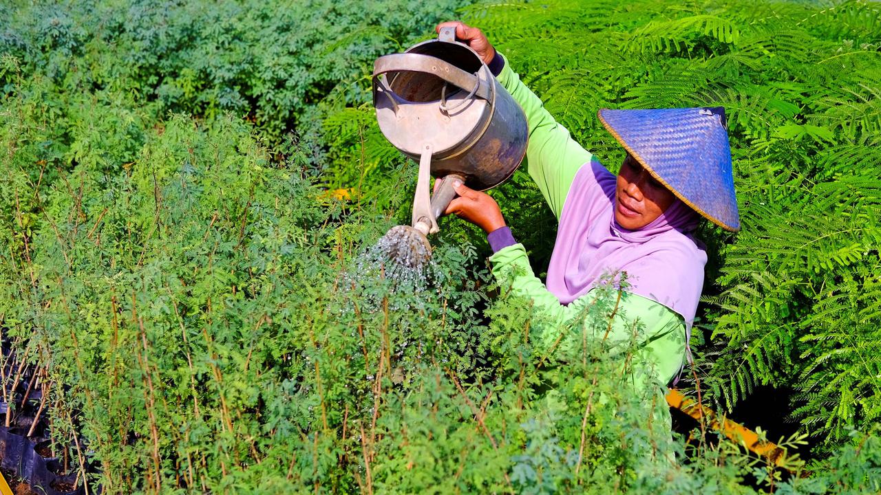 Tingkatkan Pemakaian Bahan Bakar Ramah Lingkungan, SIG Tanam Pohon Kaliandra Merah