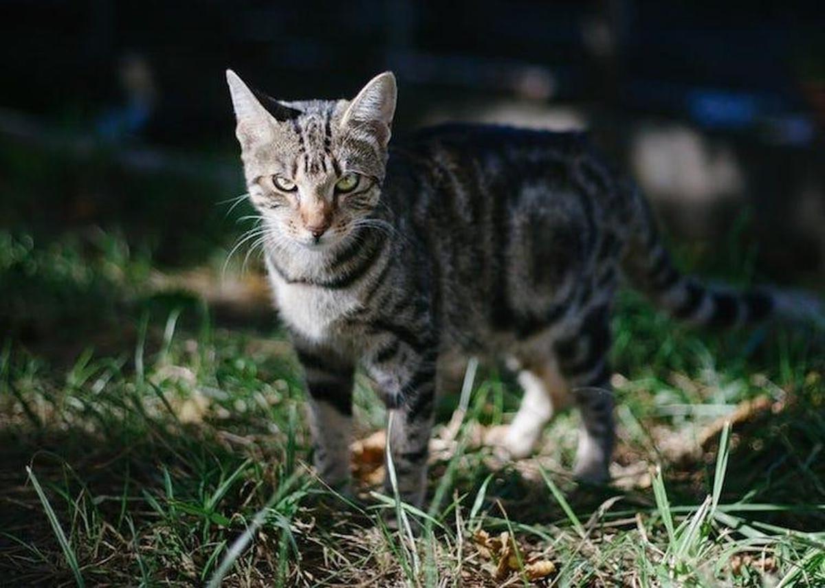 Ilustrasi Kucing Moggy