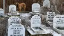 Foto yang diambil pada 15 Januari 2022 ini menunjukkan seekor anjing di dekat kuburan di Pemakaman untuk tempat hewan peliharaan dimakamkan di Ankara, Turki. Pemakaman hewan, yang didirikan oleh Kota Metropolitan Ankara pada tahun 1997, tidak digunakan lagi sejak tahun 2014. (Adem ALTAN/AFP)