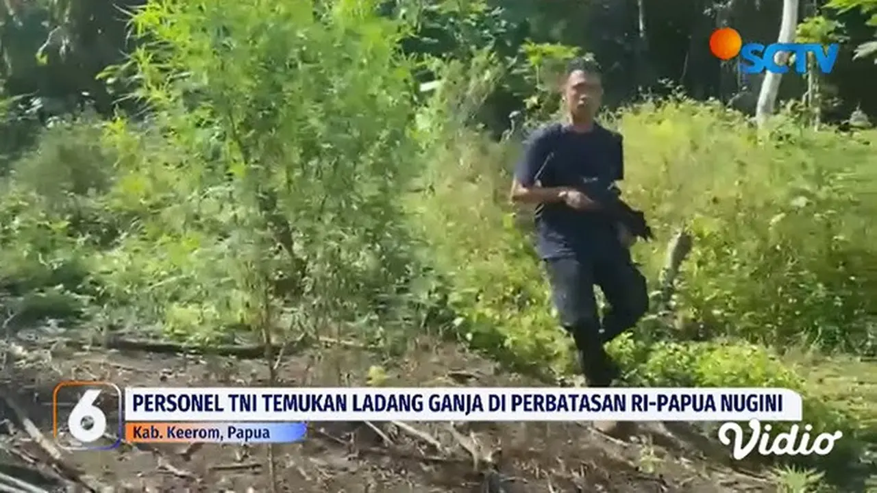 Penemuan ladang ganja seluas 600 meter persegi di perbatasan Indonesia-Papua Nugini. Dari lokasi, tim gabungan juga mengamankan barang bukti tanaman ganja seberat 50 kg. (YouTube Liputan6)