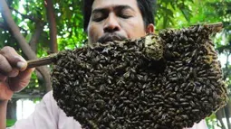 Peternak lebah, Tejo (46) memperlihatkan stuf (rumah lebah) sebelum diambil madunya, di rumah peternakan lebah Jalan Ki Hajar Dewantoro, Tegal, Jateng, Rabu (25/4). Setiap 12 hari dapat menghasilkan madu antara 1-2 liter dijual seharga Rp 250 ribu per liter. Selain itu sengatan lebah dapat berkhasiat menyembuhkan penyakit reumatik, asem urat dan migran. (Antara)