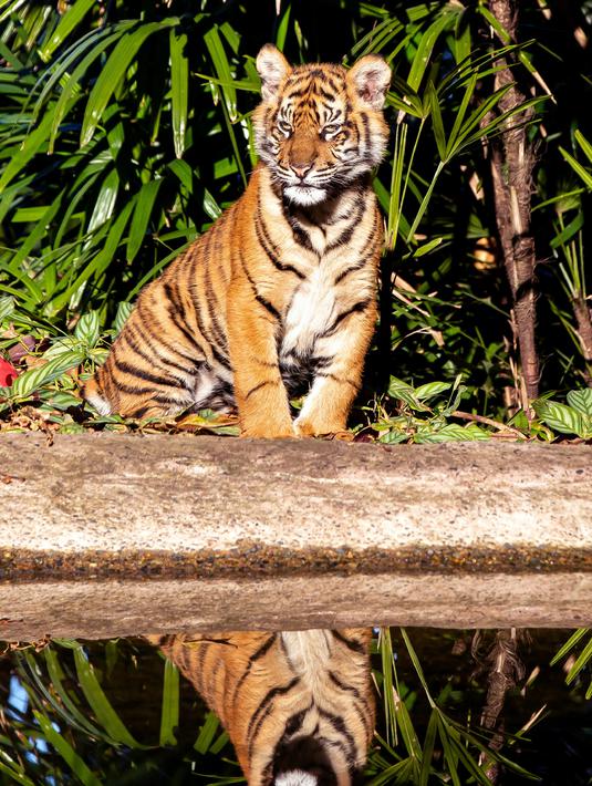 FOTO Kebun Binatang Sydney Pamerkan Bayi Harimau Sumatera 