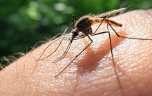 Mengenal Jenis-Jenis Plasmodium yang Menyebabkan Malaria, Fakta dan Penjelasannya