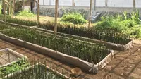 Hari Mangrove Sedunia, Rumah Pembibitan Berbasis IoT Hadir di Cilacap