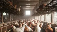 Berapa Lama Ayam Hidup? Ini 4 Tips untuk Memperpanjang Umur Ayam