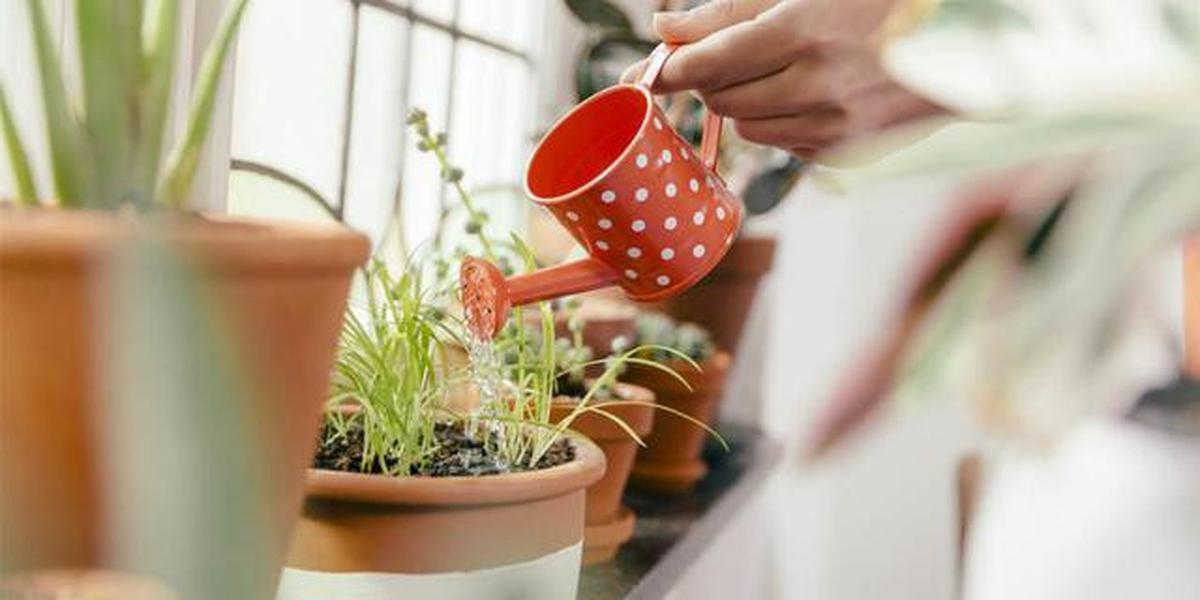 Daun Tanaman Keriting, Menguning, Layu? Ini 5 Penyebab dan Solusi Lengkapnya