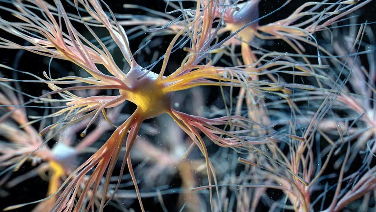 Ganti Sel Otak Lama dengan Baru