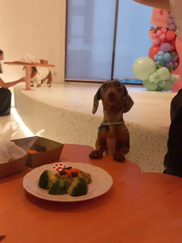 Romantisnya Dinner Bareng Anabul Kesayangan di Momen Valentine