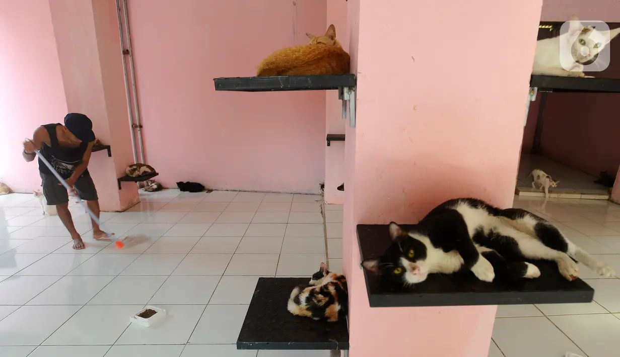 Umumnya kucing jalanan yang ditampung dan diberi perlakuan layak sebagai peliharaan. Sisanya kucing yang direlokasi dari wilayah Jabodetabek dan daerah lain.  (merdeka.com/Arie Basuki)