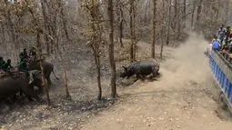 Seekor badak menghampiri petugas di Taman Nasional Chitwan, Nepal0 (4/4). Tim teknis dokter hewan Nepal dan petugas konservasi merilis pemindahan lima badak bercula satu yang terancam punah dari alam liar ke Taman tersebut. (AFP Photo / Prakash Mathema) 