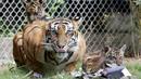 Seekor Harimau Sumatera, Sean bersama bersama dua dari tiga anaknya berada di dalam kandang di Bali Zoo, Gianyar, Sabtu (28/7). Tiga bayi kembar Harimau Sumatera ini merupakan kelahiran pertama Harimau Sumatera di Bali Zoo. (AP/Firdia Lisnawati)