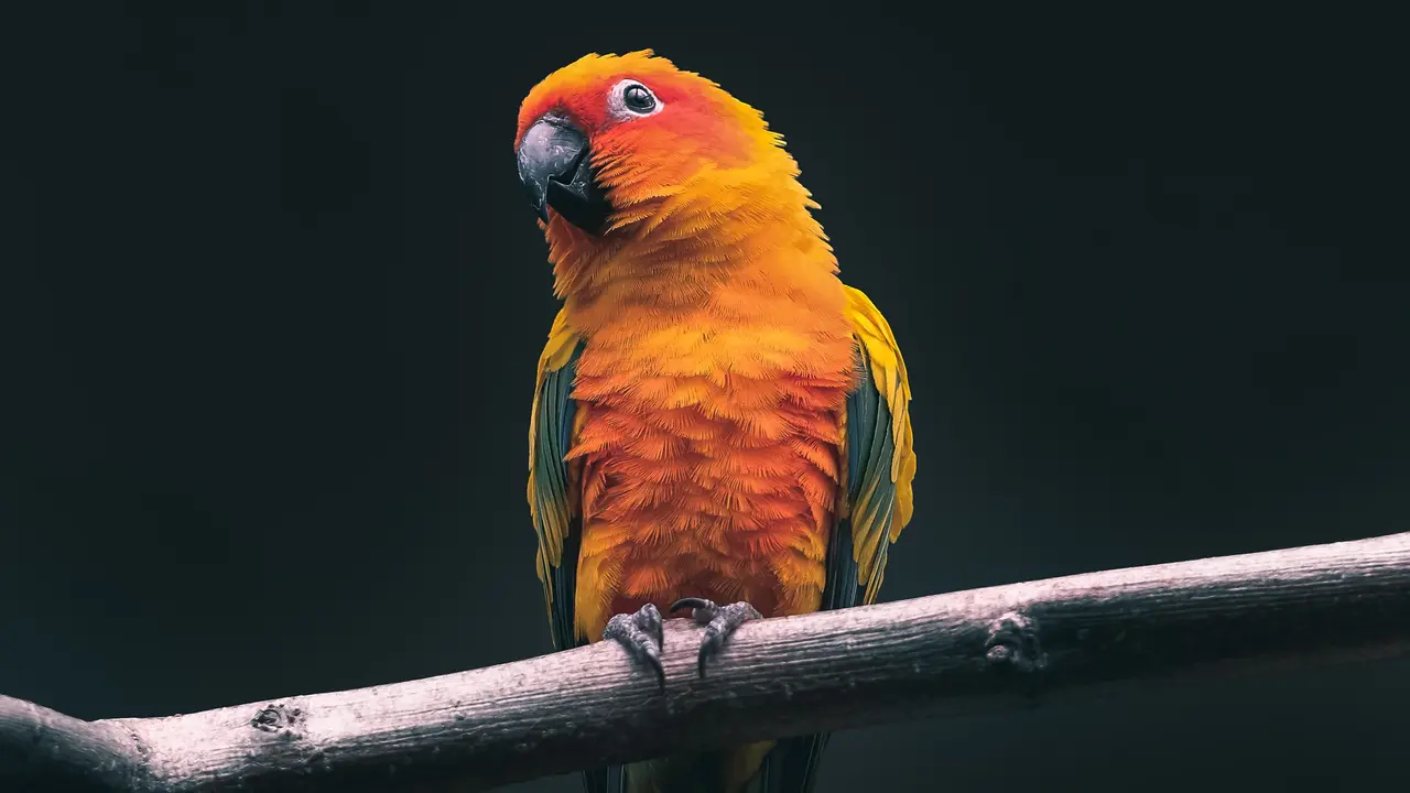 Burung - Vania
