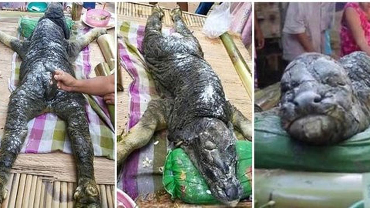 Makhluk 'jadi-jadian' kerbau setengah buaya gegerkan Thailand