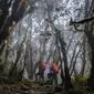 Suasana di hutan Gunung Latimojong yang ada di Sulawesi. (Dok: Instagram @_kakitualang)