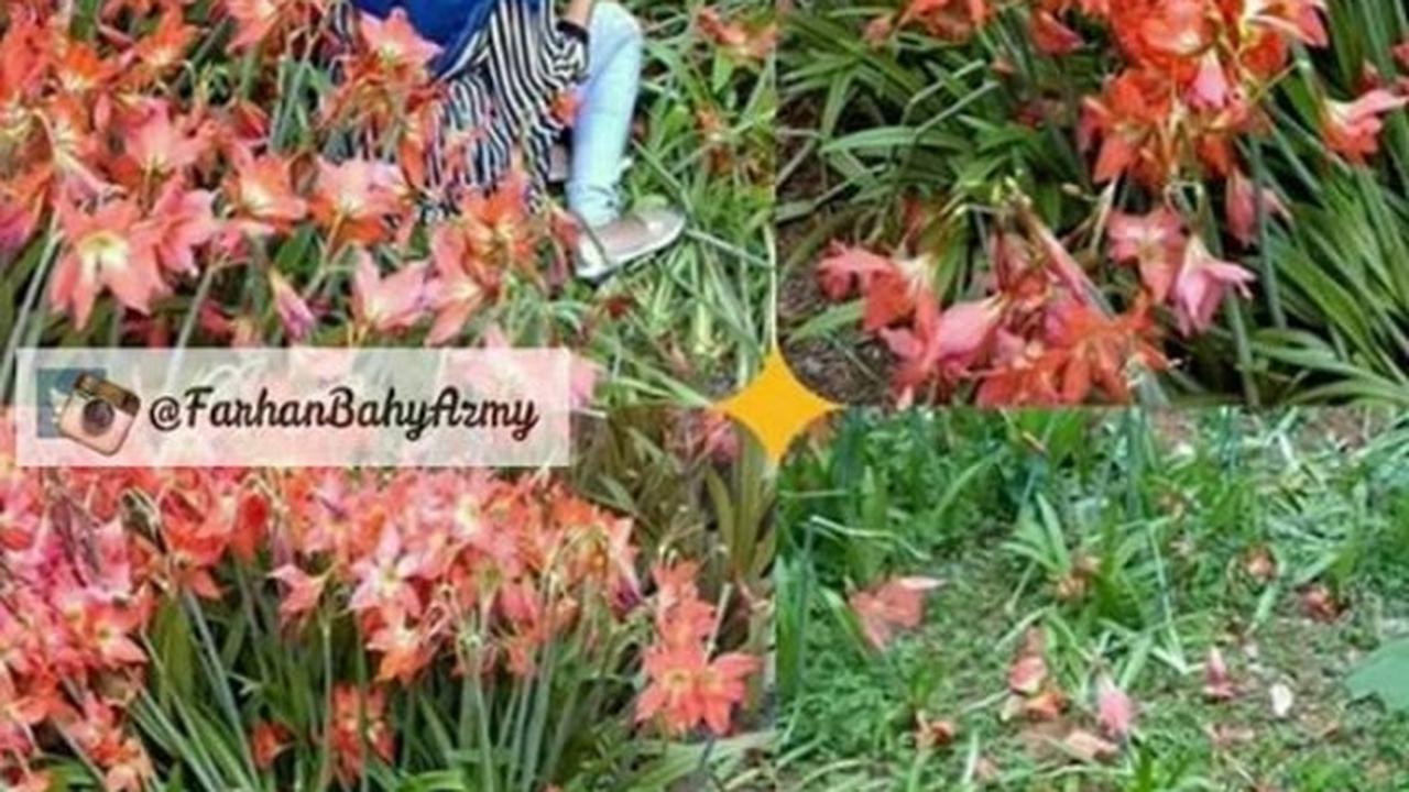 Meme-meme konyol sindir alayers rusak taman bunga Amarillys