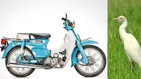 Arti Julukan "Kuntul" dan "Ulung" Untuk Honda C70