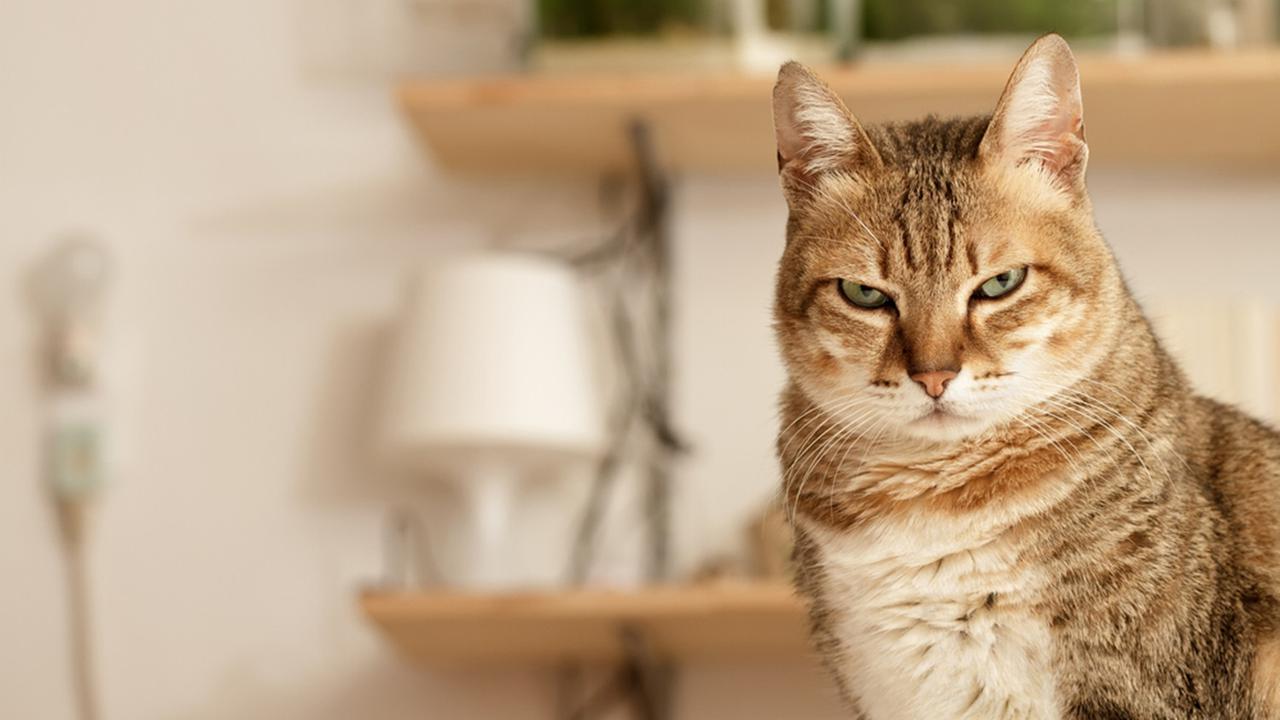 8 Tanda Kucing Diam-Diam Sedang Marah pada Kamu