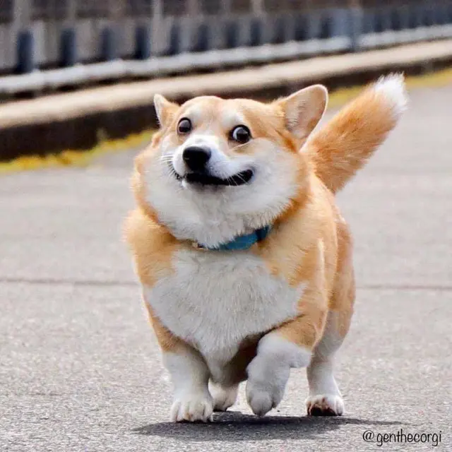 Perkenalkan Gen, Anjing Corgi Lucu Paling Ekspresif dari Jepang