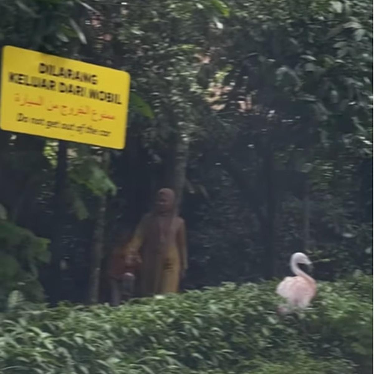 Pengunjung Taman Safari Keluar Mobil