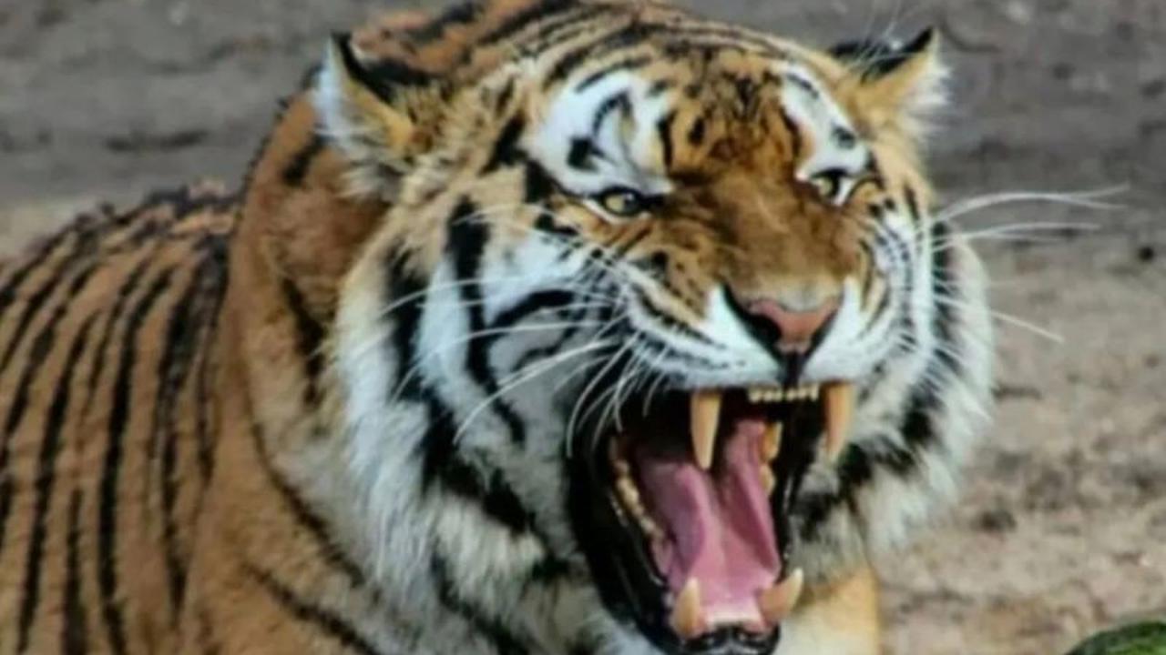 Trivia Harimau Sumatera: Polisi Imbau Warga Lampung Barat Waspada Serangan Harimau di Hutan Malam Hari