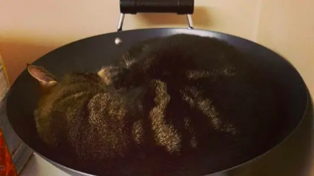 7 Potret Lucu Kucing Saat Bersantai di Tempat Tak Semestinya