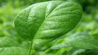 Ilustrasi Daun Binahong - (Ilustrasi Gambar Dibuat oleh Grok/X)