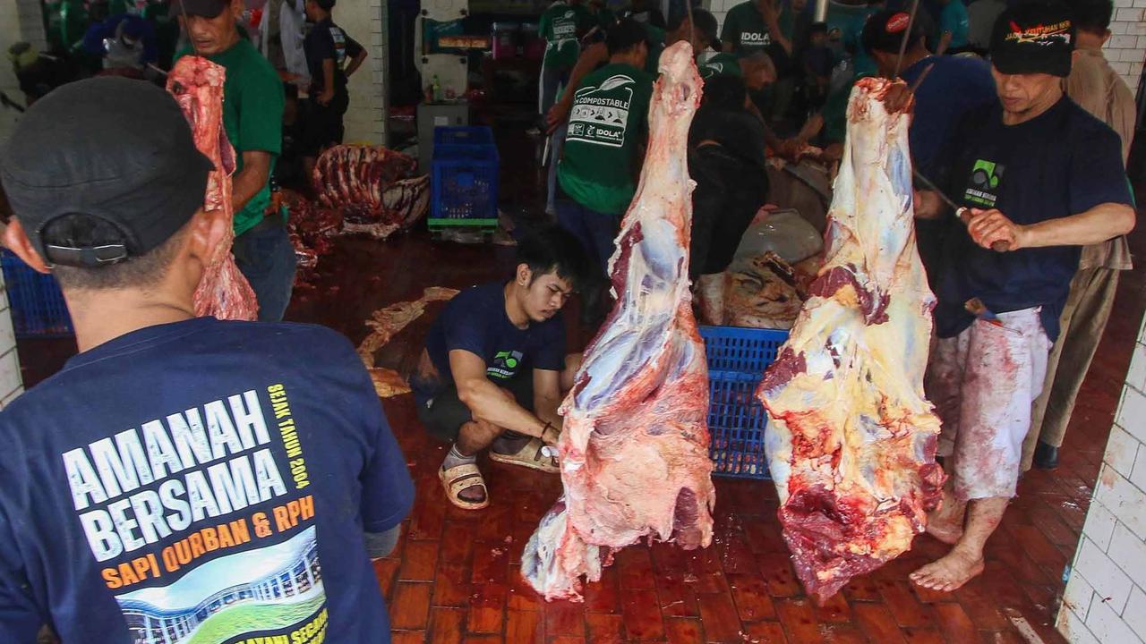 FOTO: Daging Sapi Kurban Prabowo dan Gibran di  Mesjid Istiqlal Akan Dimasak dan  Dibagikan Kepada Anak-Anak Yatim