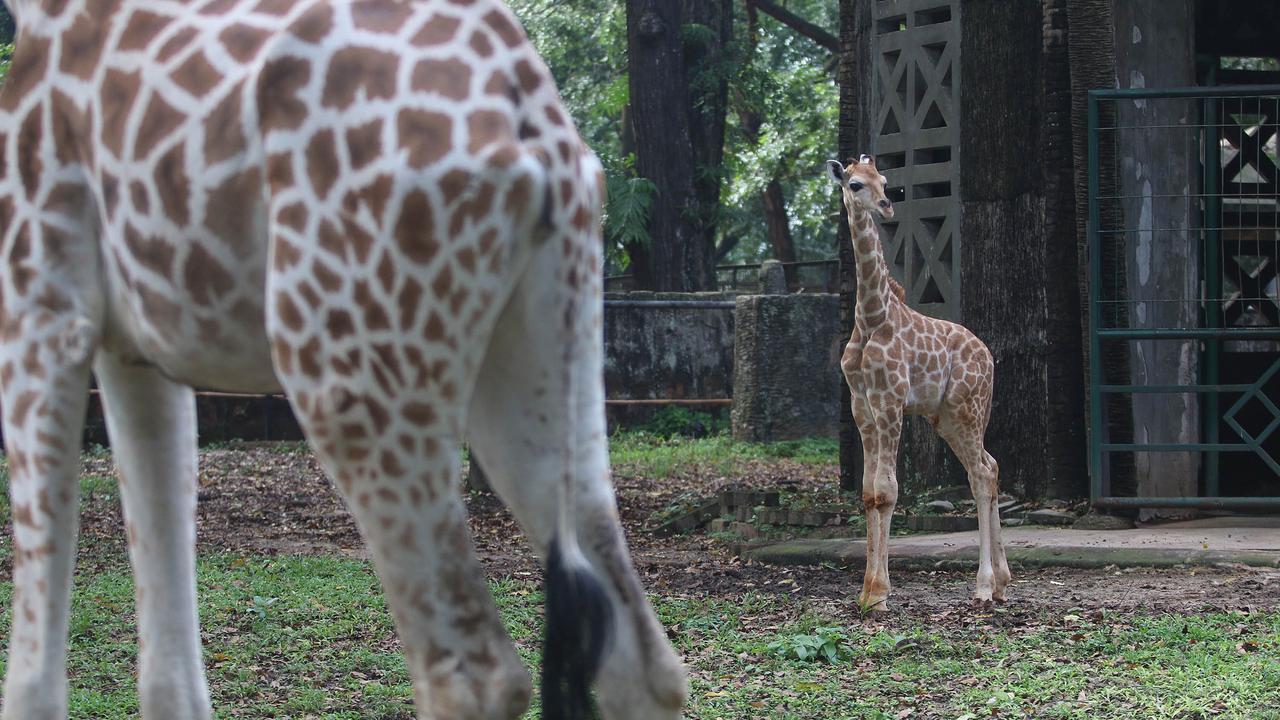 Rajaka, anak jerapah di Taman Margasatwa Ragunan