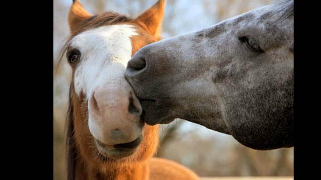 53 Gambar Binatang Romantis Gratis Terbaru