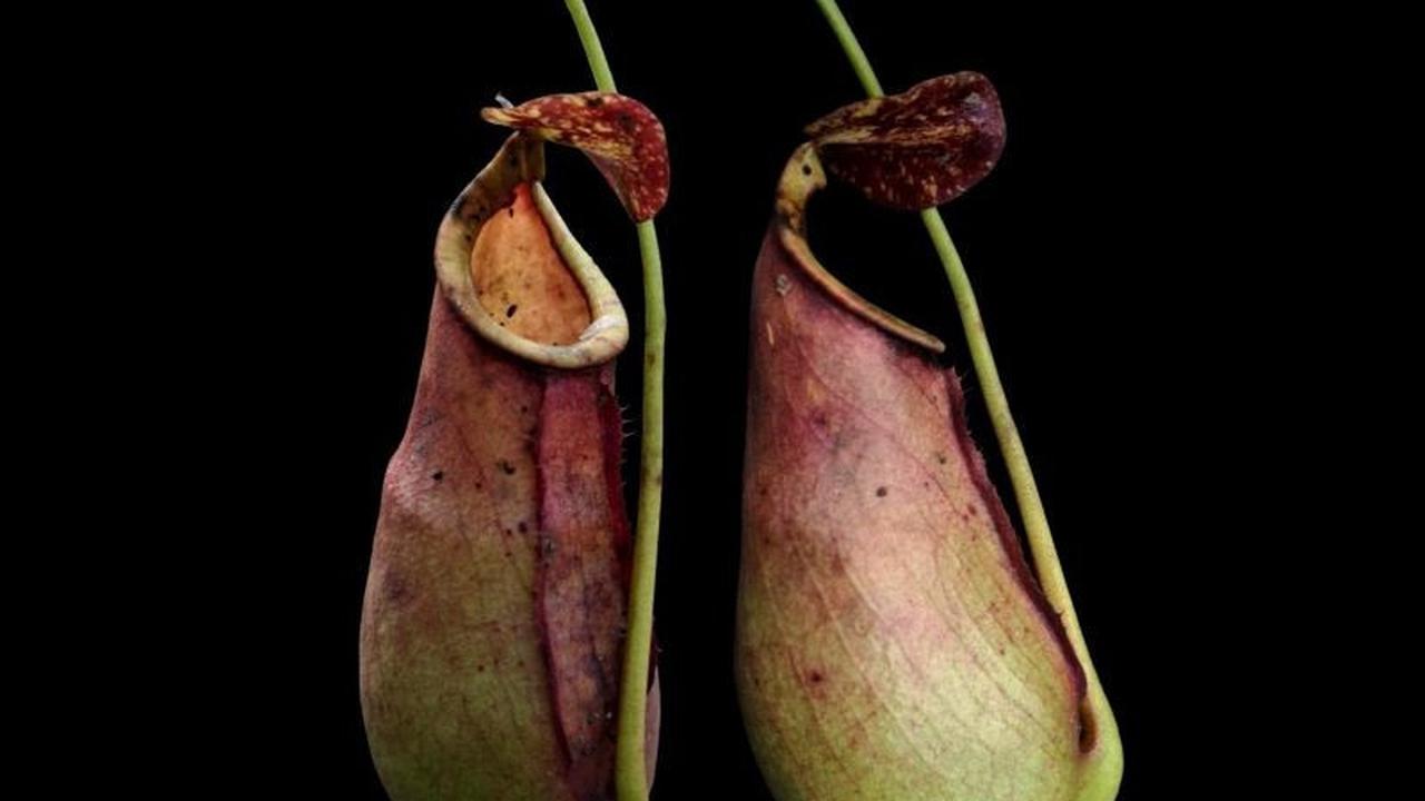Penemuan Nepenthes xtaringkecil di Kalbar: Predator Bergigi Kecil dari Media Sosial