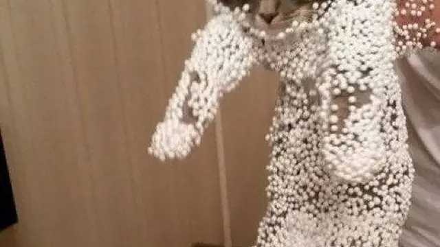 7 Momen Apes yang Dialami Kucing Ini Ini Bikin Kasihan
