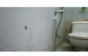 Cara Mengatasi Kutu Kamar Mandi yang Muncul Tiba-Tiba, Ikuti Triknya agar Tidak Datang Lagi