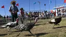 Sejumlah kalkun bersaing dalam balap Turkey Stampede pada acara tahunan Kern County Fair di Bakersfield, California, Sabtu (30/9). Lomba ini diadakan Nancy dan Gil Riegler setiap mereka mengadakan pameran di seluruh negara bagian di AS. (Mark RALSTON/AFP)