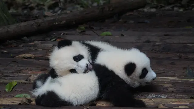 Ilustrasi anak panda