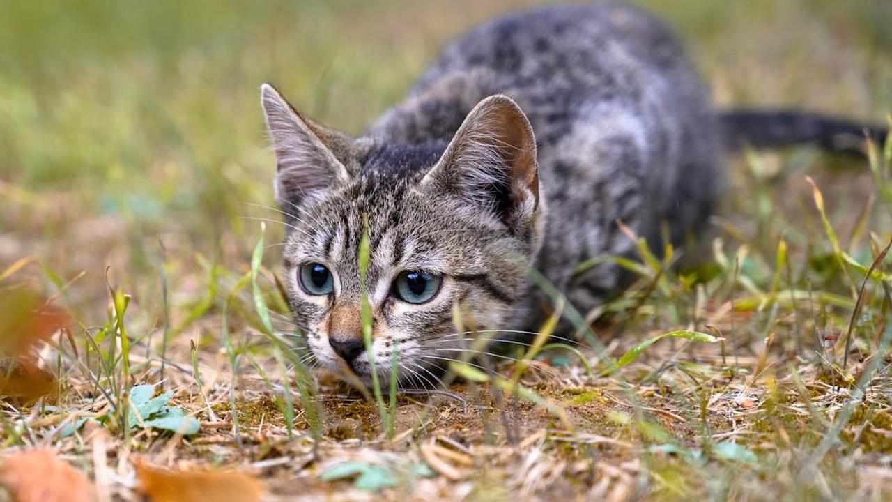 Berapa Lama Kucing Hidup? 7 Faktor yang Mempengaruhi Usia Kucing Anda
