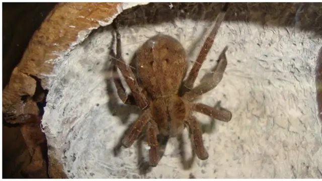 Foto : copyright all-that-is-interesting.com