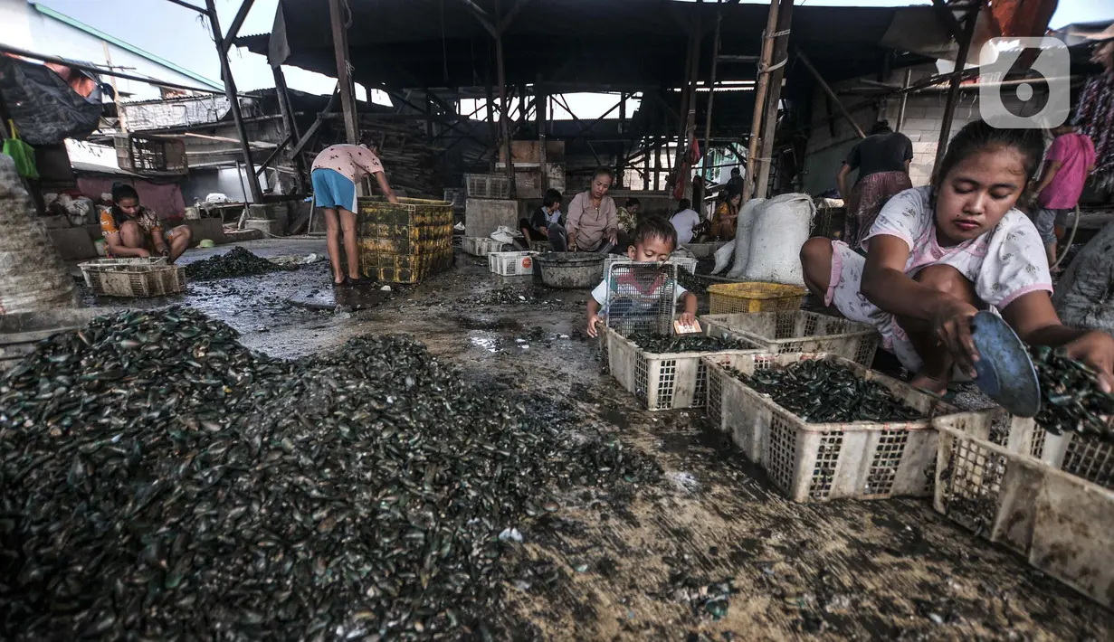 Aktivitas pekerja saat mengupas kerang hijau di Kalibaru, Cilincing, Jakarta Utara, Minggu (13/6/2021). Tiap rumah pengolahan kerang (mandor), terdapat 5 hingga 20 pengupas. (merdeka.com/Iqbal S. Nugroho)
