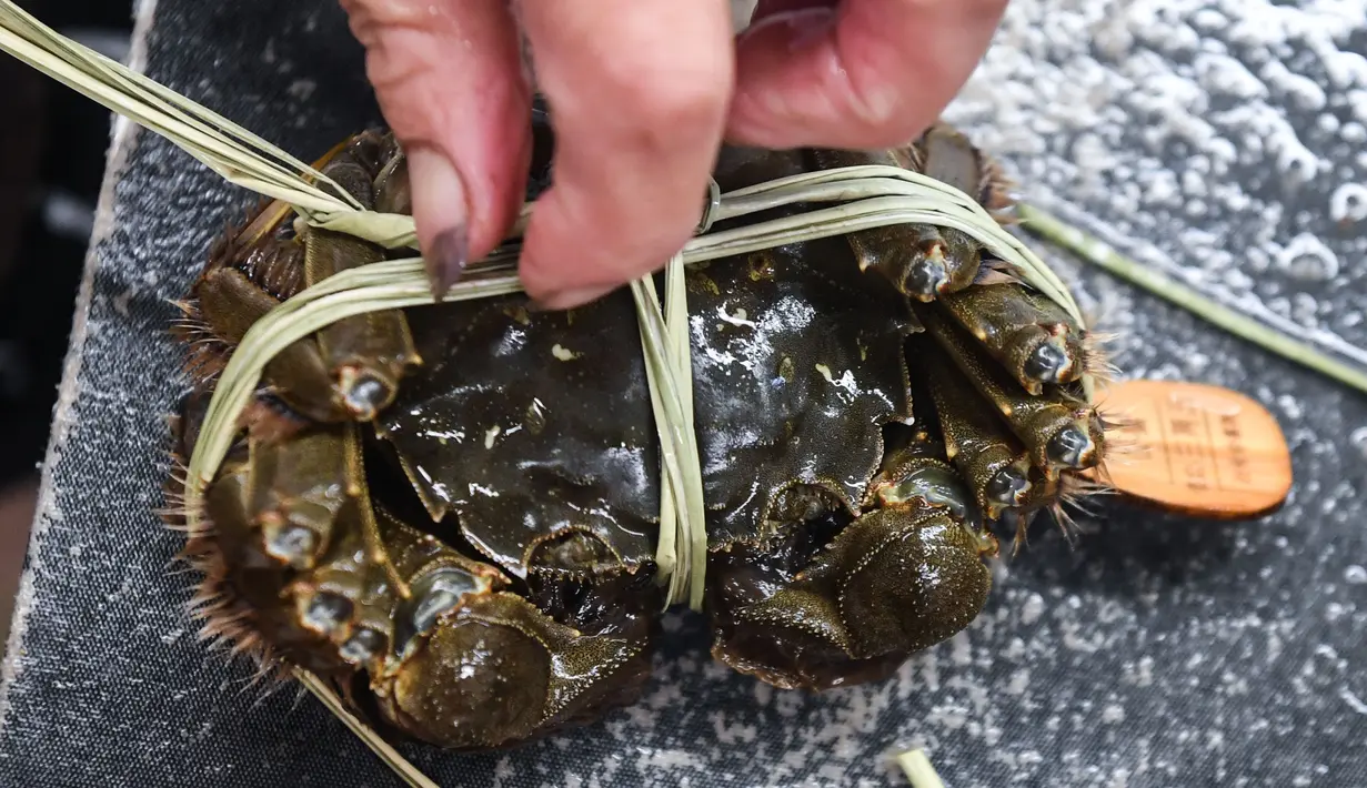 Peternak kepiting mengikat dan memasang label pada seekor kepiting di sebuah pusat pembudidayaan di Distrik Wuxing di Huzhou, Provinsi Zhejiang, China, 23 September 2020. Pusat pembudidayaan kepiting seluas sekitar 933 hektare di Wuxing tersebut baru-baru ini memasuki musim panen. (Xinhua/Xu Yu)