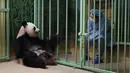 Seorang penjaga China duduk dekat kandang panda raksasa betina yang tengah hamil Huan Huan saat menunggunya melahirkan di Beauval Zoo, Saint-Aignan-sur-Cher, Prancis, 1 Agustus. 2021. Huan Huan melahirkan dua anak kembar dalam keadaan sehat. (Guillaume SOUVANT/AFP)