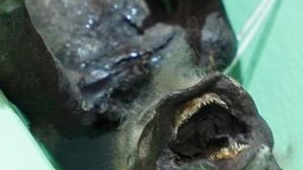 Misteri Mumi 'Putri Duyung' dari Jepang Akhirnya Terungkap, Hasil Pemindaiannya Mencengangkan
